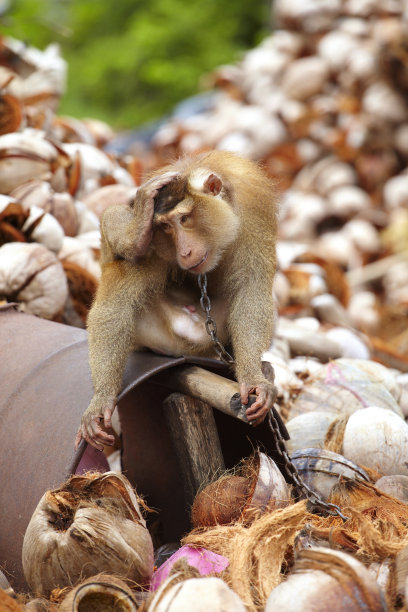 monkey-nut