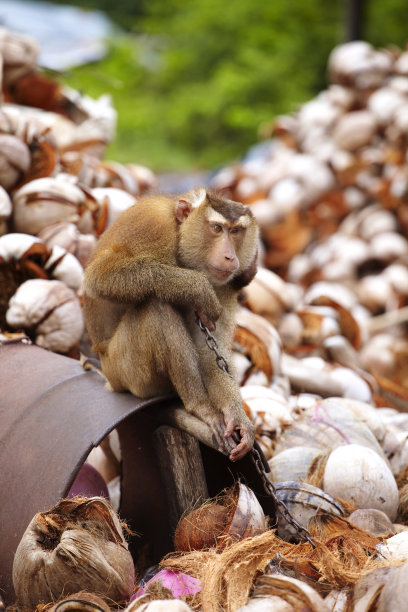 monkey-nut