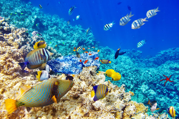 corals