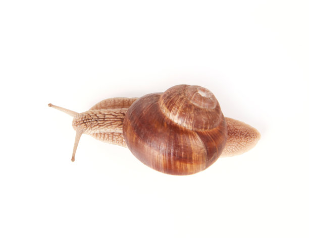 snail