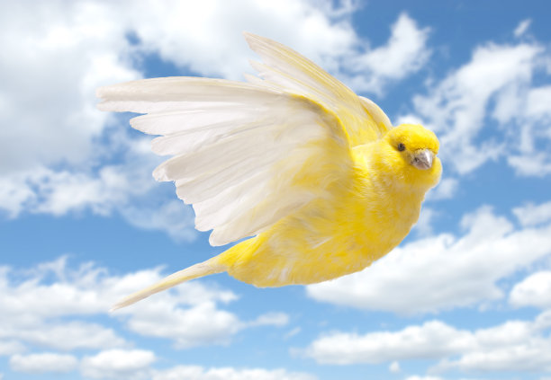 canary