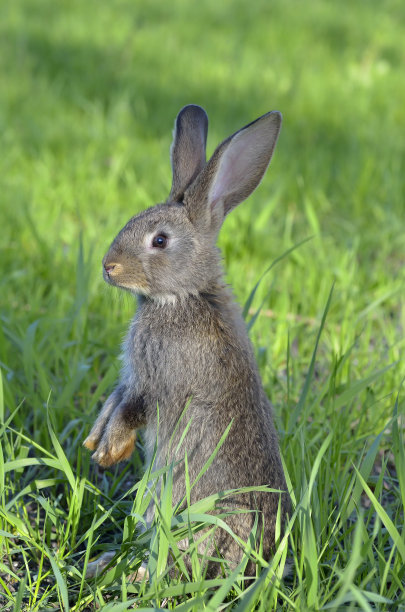 啮齿目,毛绒绒,哺乳纲