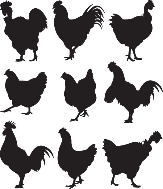 hen