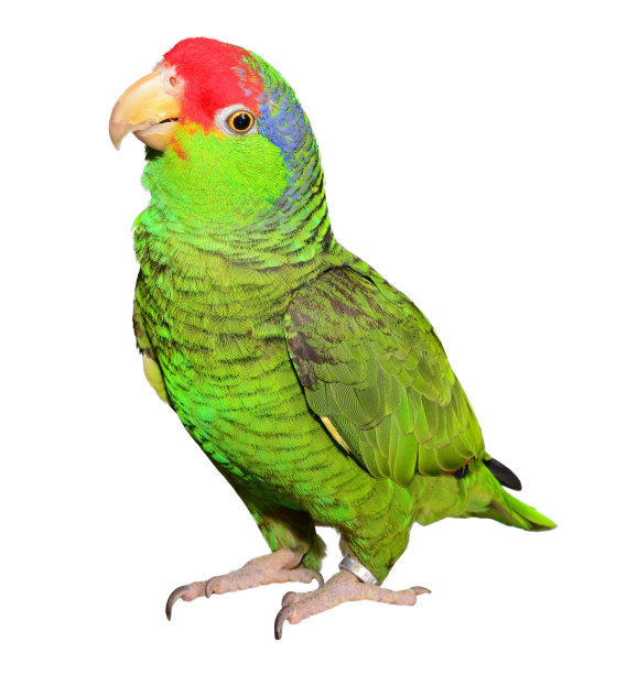 parrots