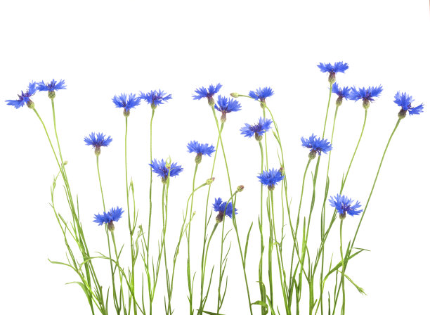 wildflowers