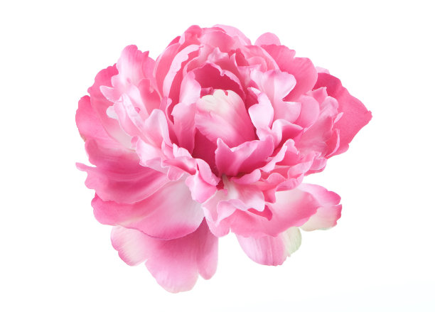 peony