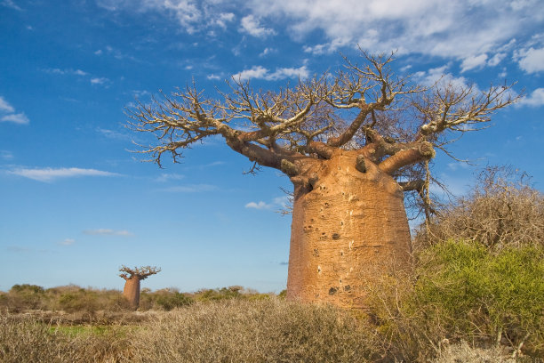 baobab