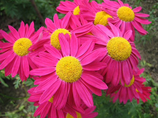 pyrethrum
