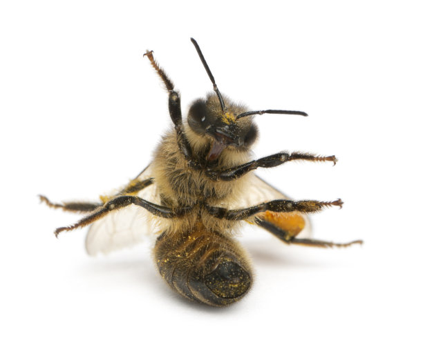 pollination