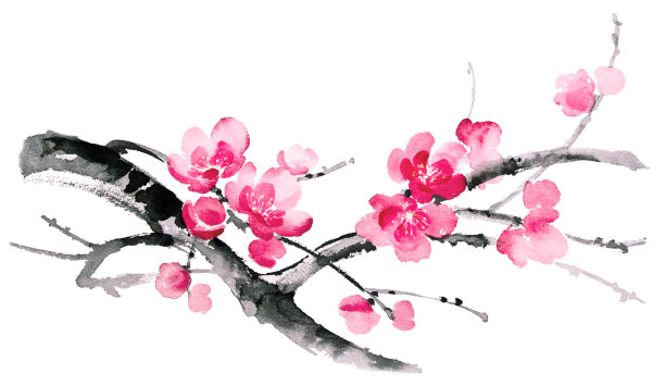 水彩绘画樱花