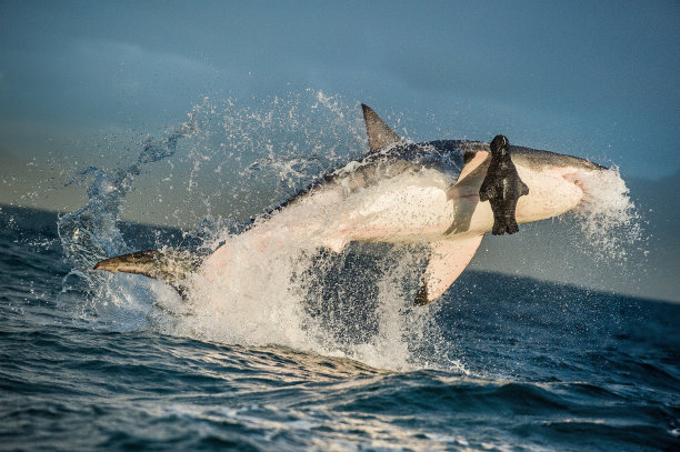 shark
