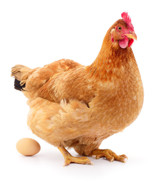 母鸡鸡蛋