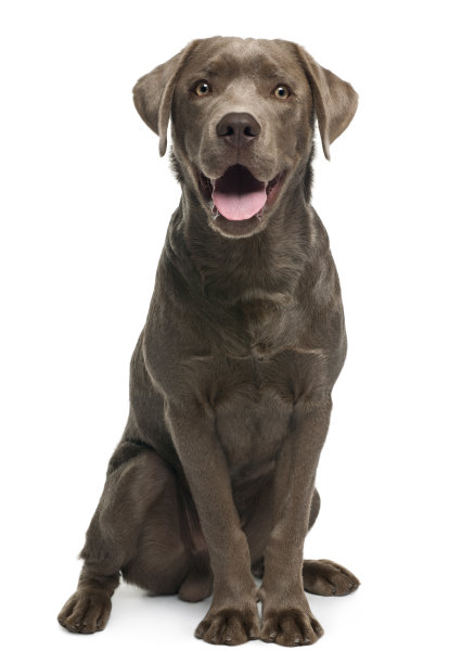 labrador