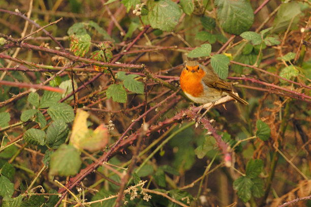 robin-chat