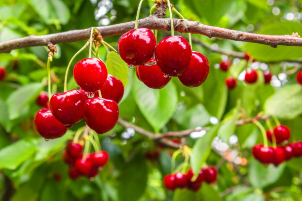 cherry