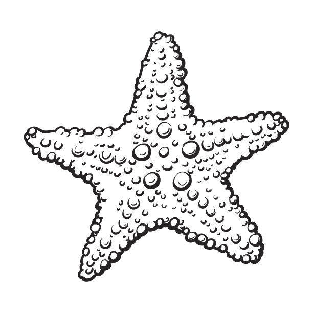 海星贝壳插画插图