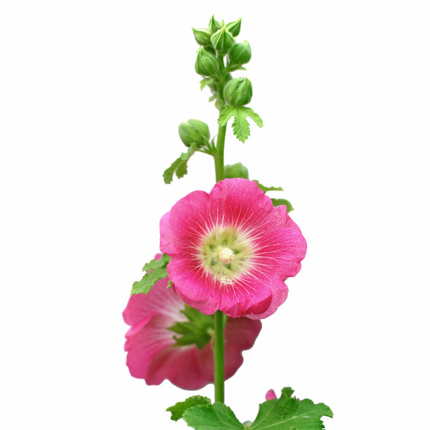 stockrose