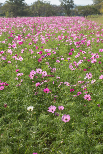 雏菊,大波斯菊,花簇