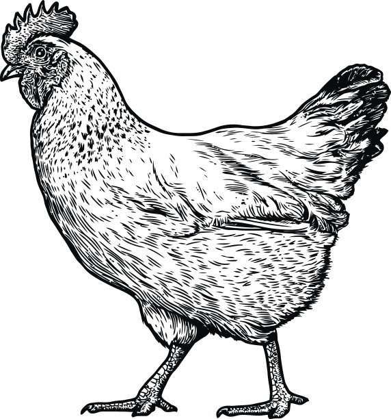 hen