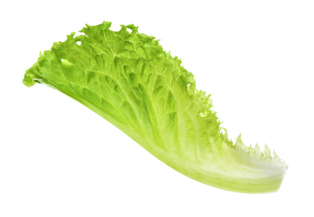 lactuca