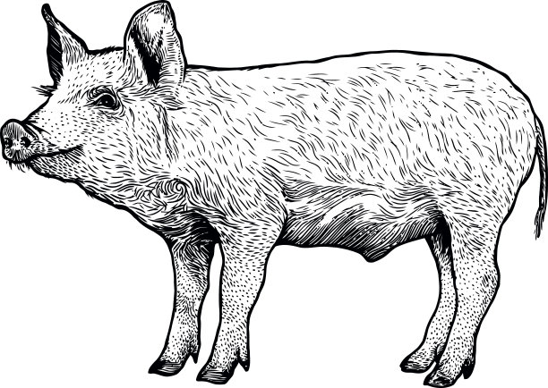 pig