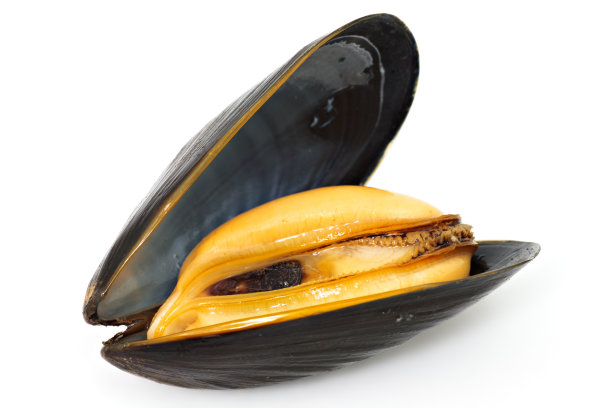 mussels