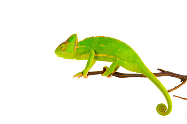 chamaeleon