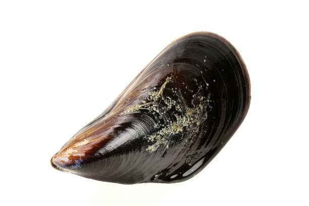 mussels