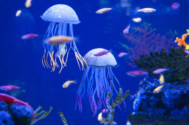 jellyfish