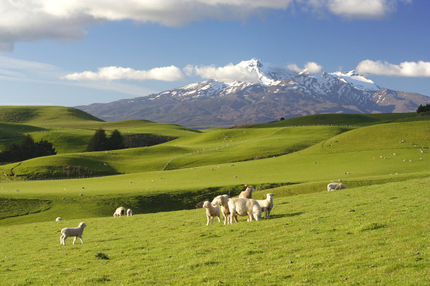 nz