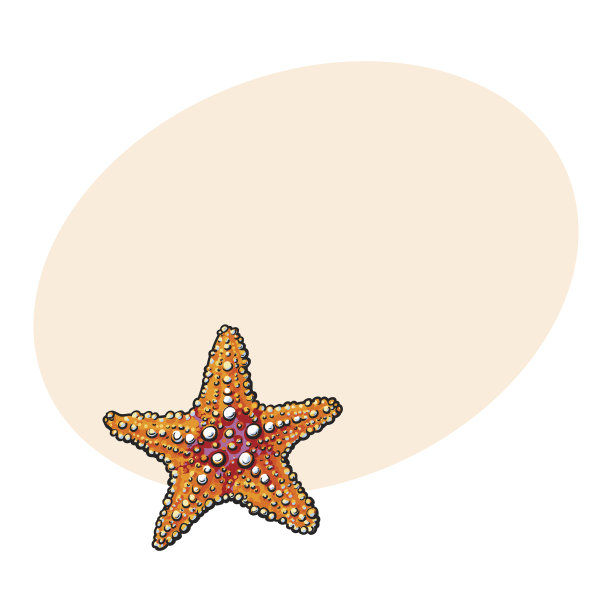 海星贝壳插画插图