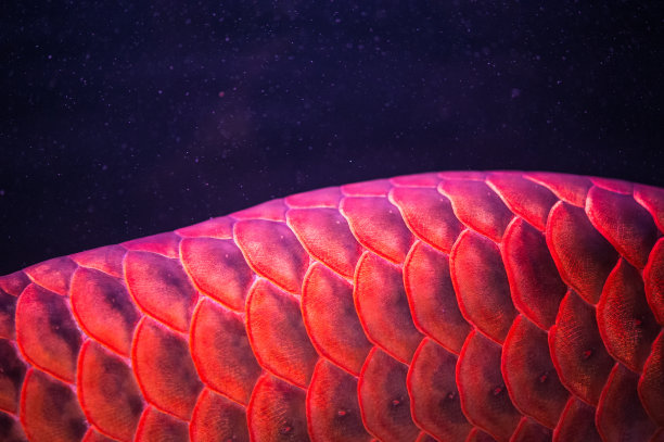 arowana