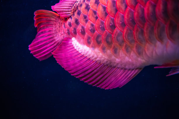 arowana