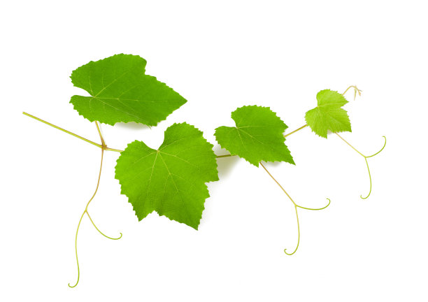 vineyard