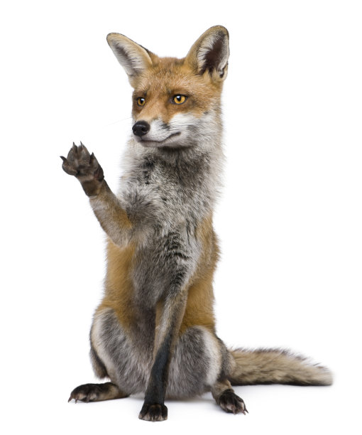 fox