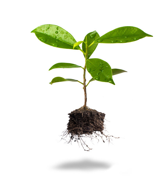 plant
