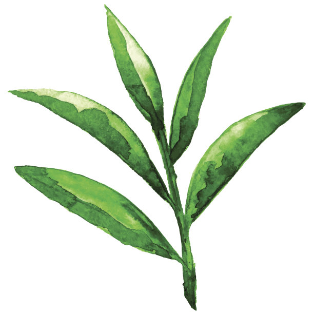茶