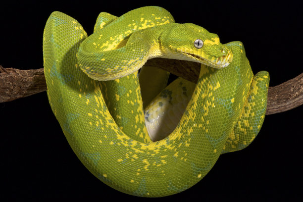 snake