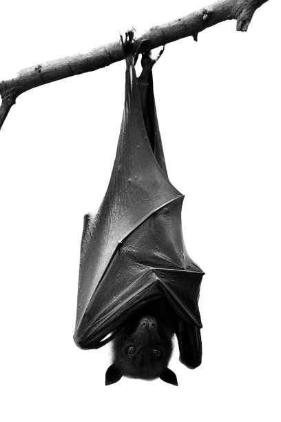 bat