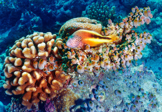 anemonefish