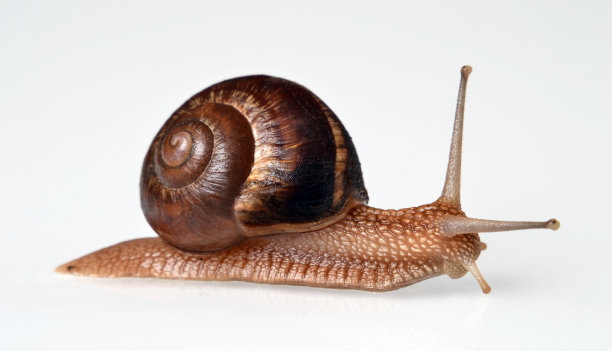 snail