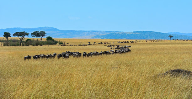 ngorongoro