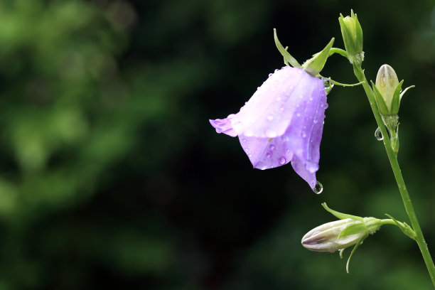 hyacinthoides