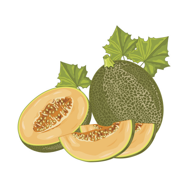 cantaloupe