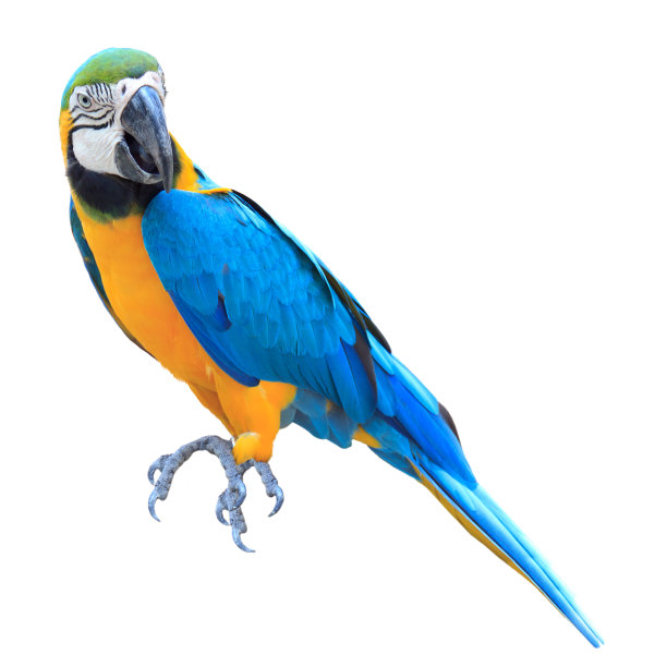 ara
