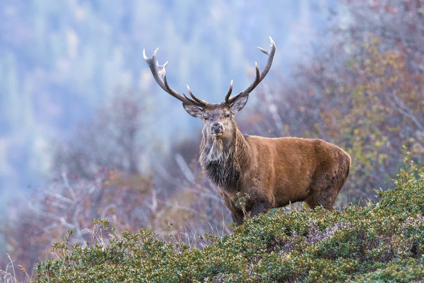 wildlife