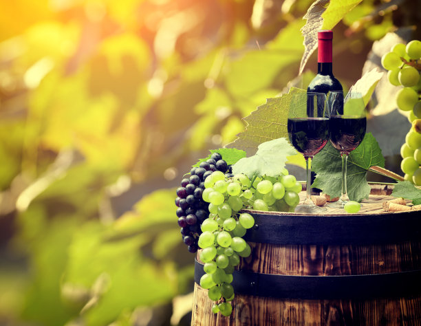 vineyard