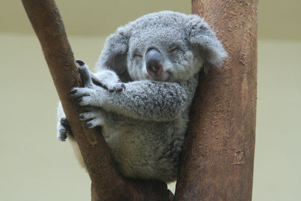 koala