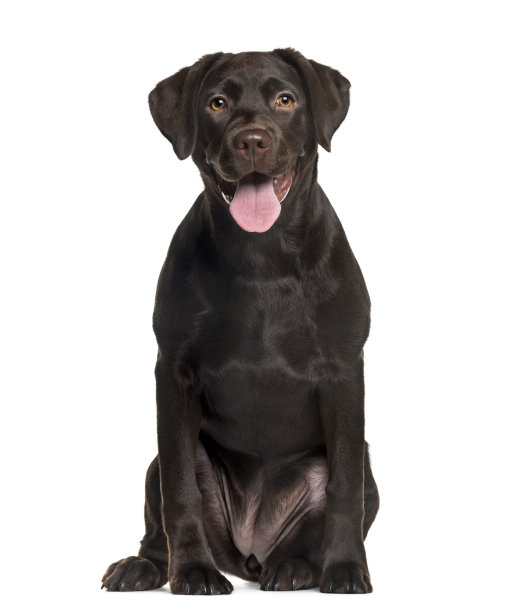 labrador