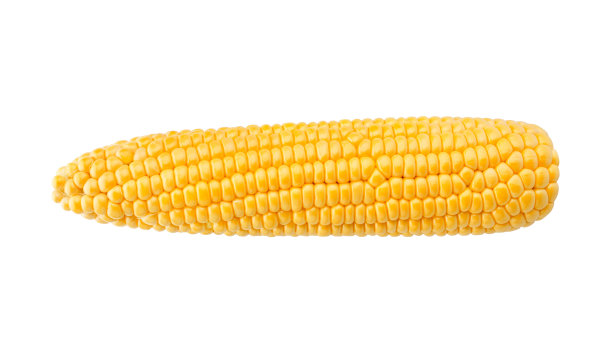 maize